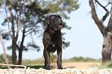 CANE CORSO 499
